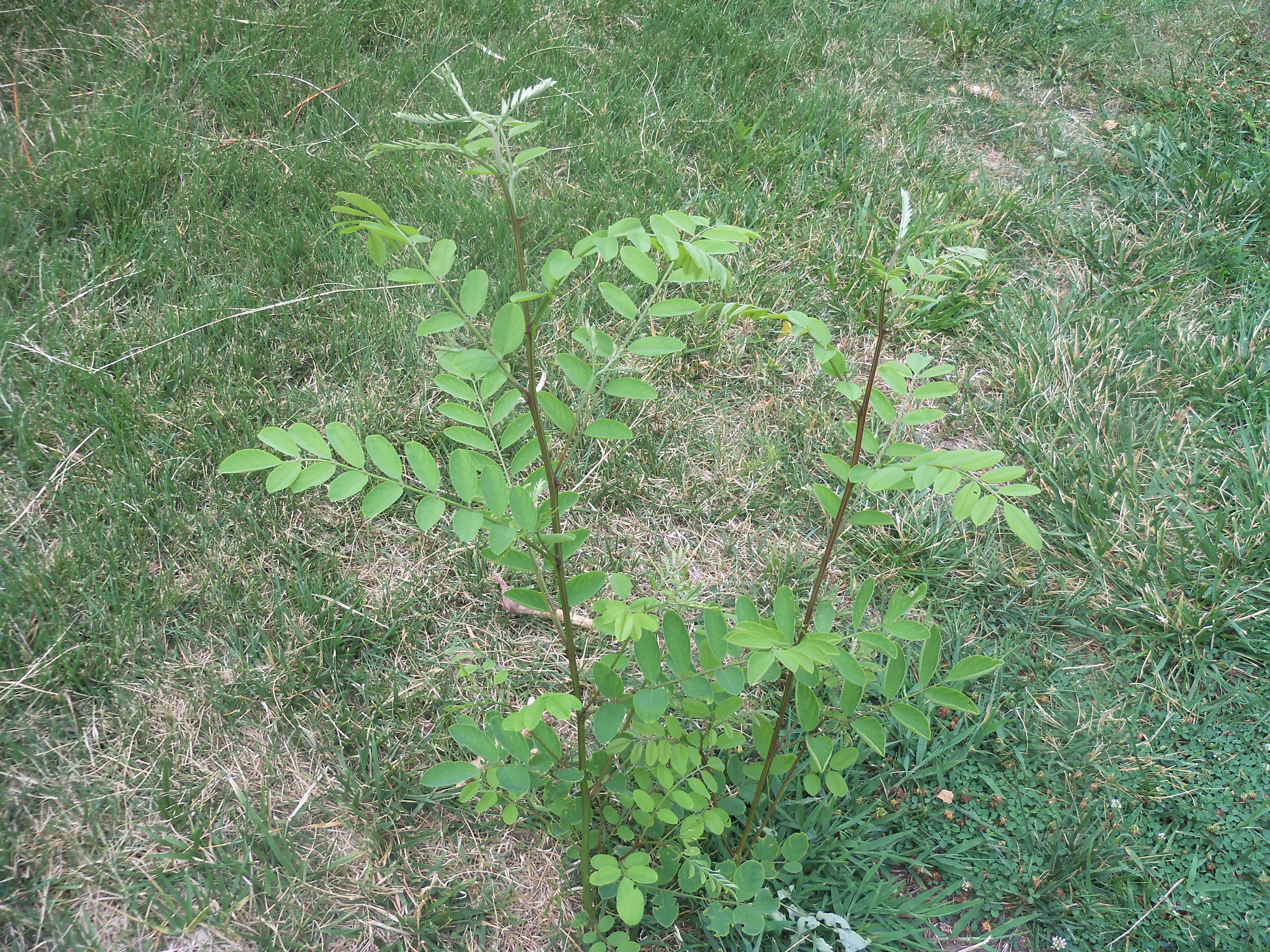 Plant ID in MO (plants forum at permies)